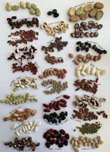 A mix of beans seeds.